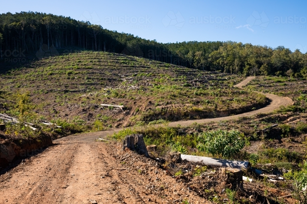 Cleared areas of a recently harvested hoop pine plantation near Kenilworth - Australian Stock Image