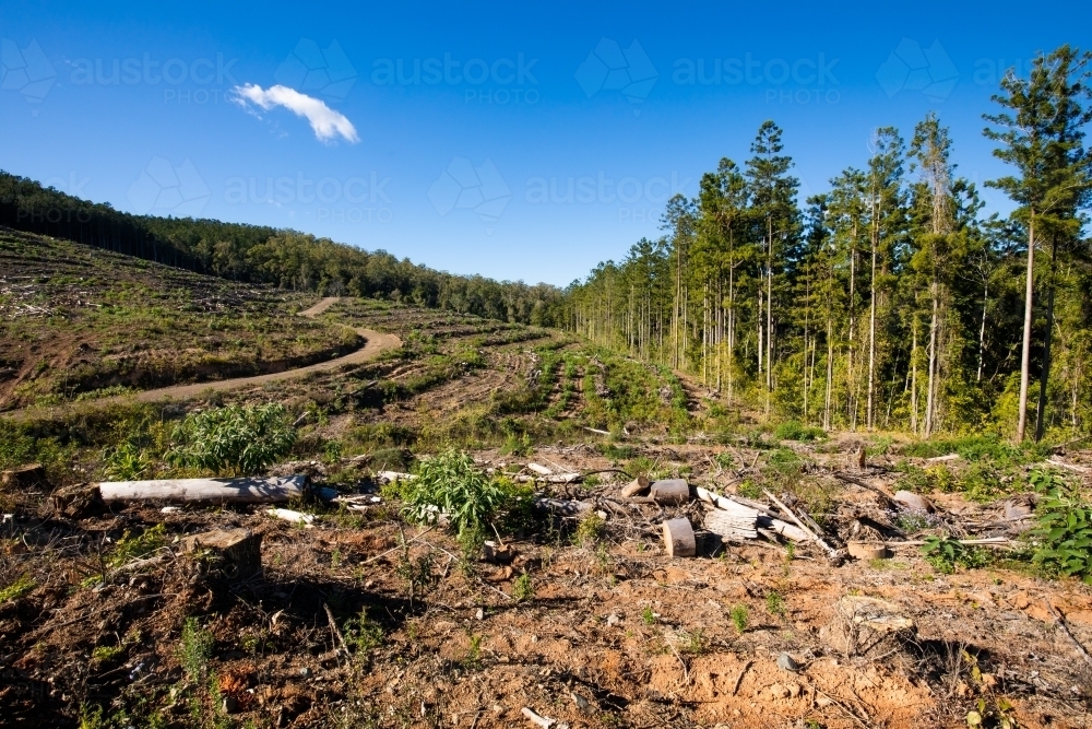 Cleared areas of a recently harvested hoop pine plantation near Kenilworth - Australian Stock Image