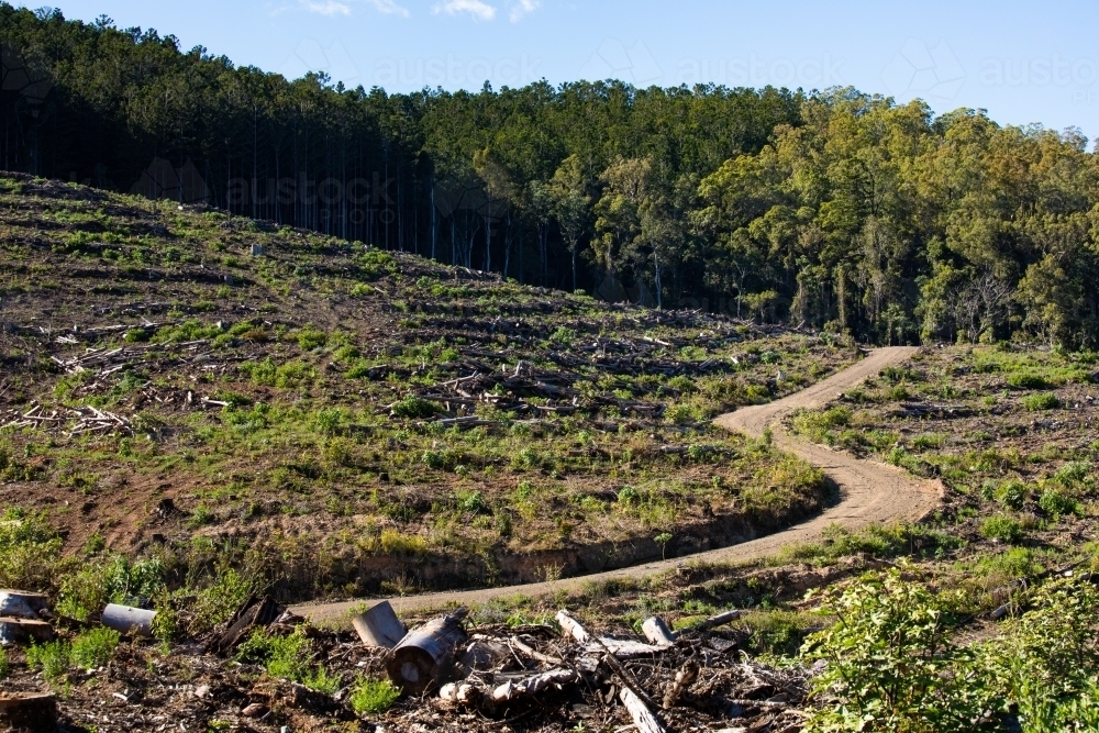 Cleared areas of a recently harvested hoop pine plantation near Kenilworth - Australian Stock Image