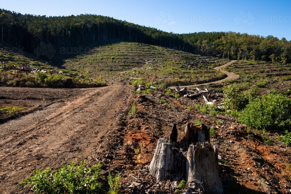 Cleared areas of a recently harvested hoop pine plantation near Kenilworth - Australian Stock Image