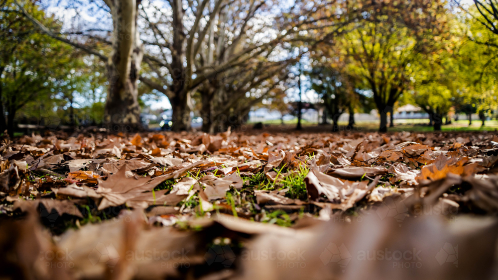 Close of autumn leaves on the ground - Australian Stock Image
