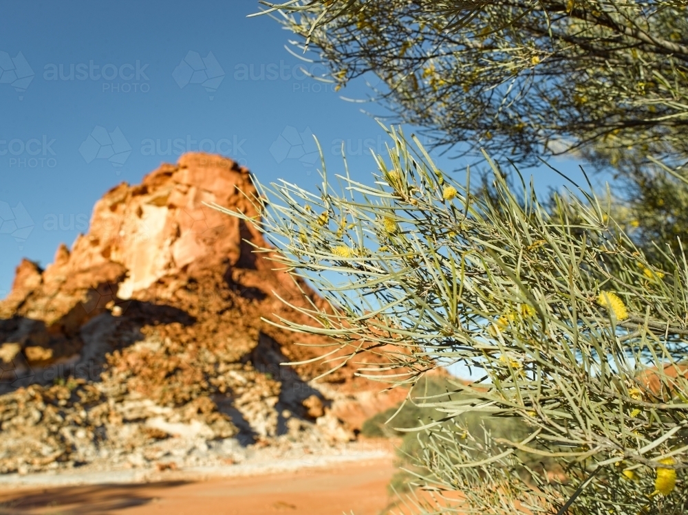 Close of up wattle tree with rocky escarpment in background - Australian Stock Image