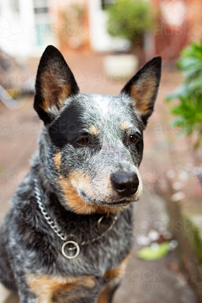 Close up Australian Blue Heeler Cattle dog - Australian Stock Image