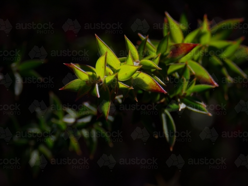 Close up backlit detail of native leaves - Australian Stock Image