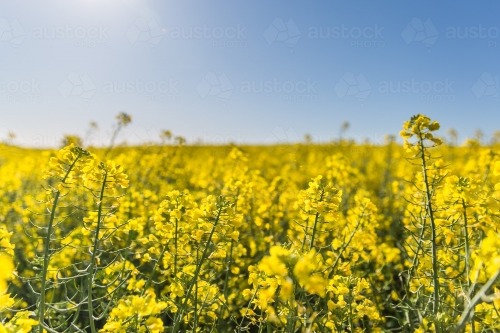 Close up canola crop yellow flowers green stem stretching off into horizon - Australian Stock Image