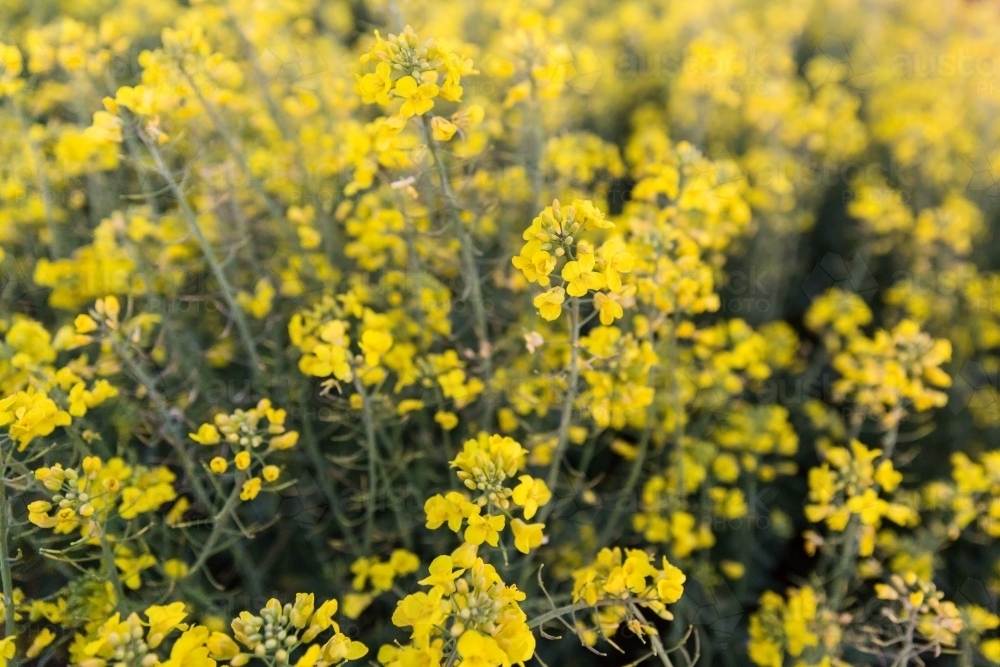 Close up canola crop yellow flowers green stems - Australian Stock Image