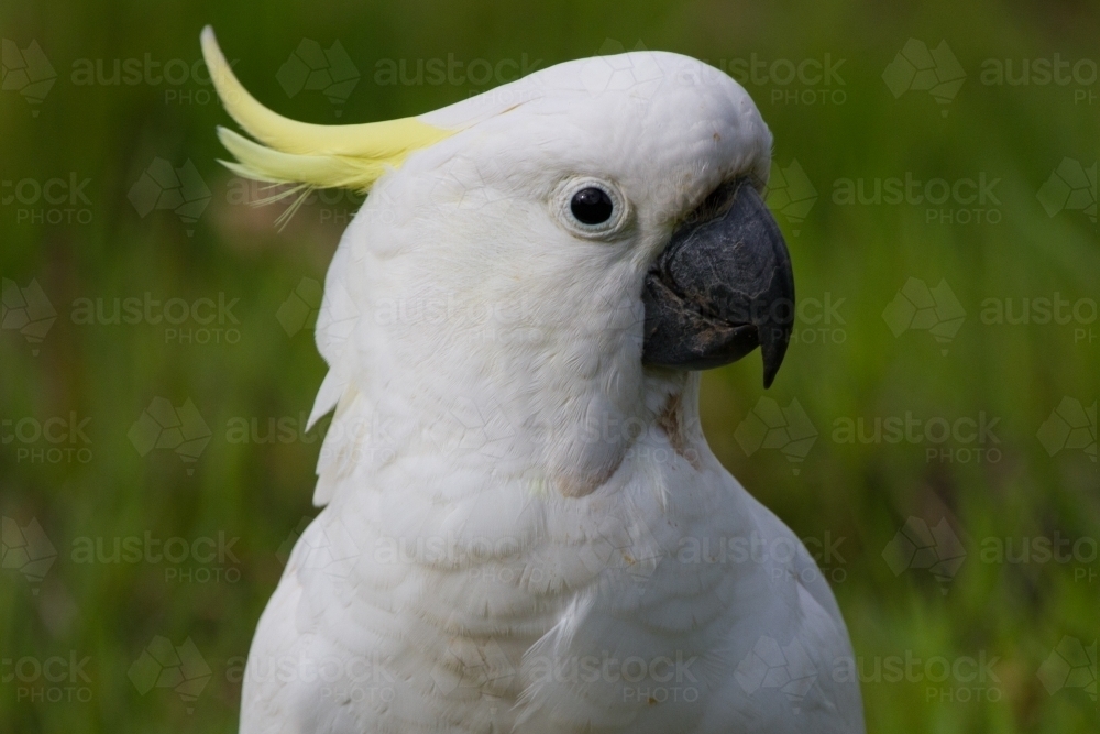 Close Up Cockatoo Portrait - Australian Stock Image