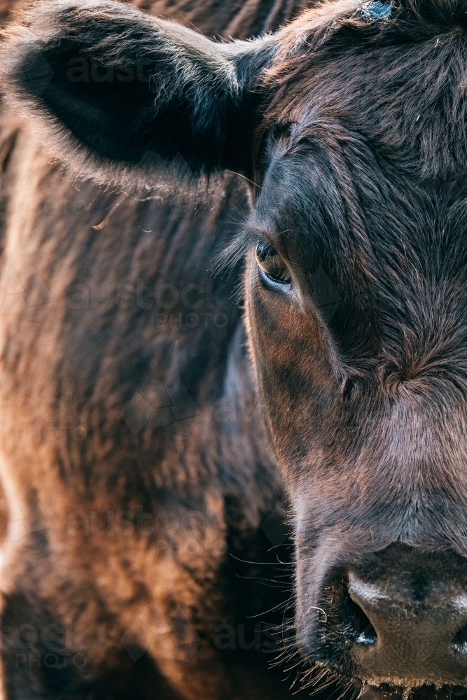 Close up crop shot of a young black angus cow. - Australian Stock Image
