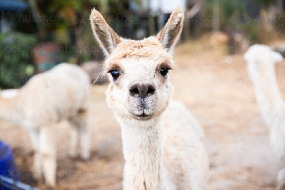 Close up curious white alpaca with perked ears - Australian Stock Image