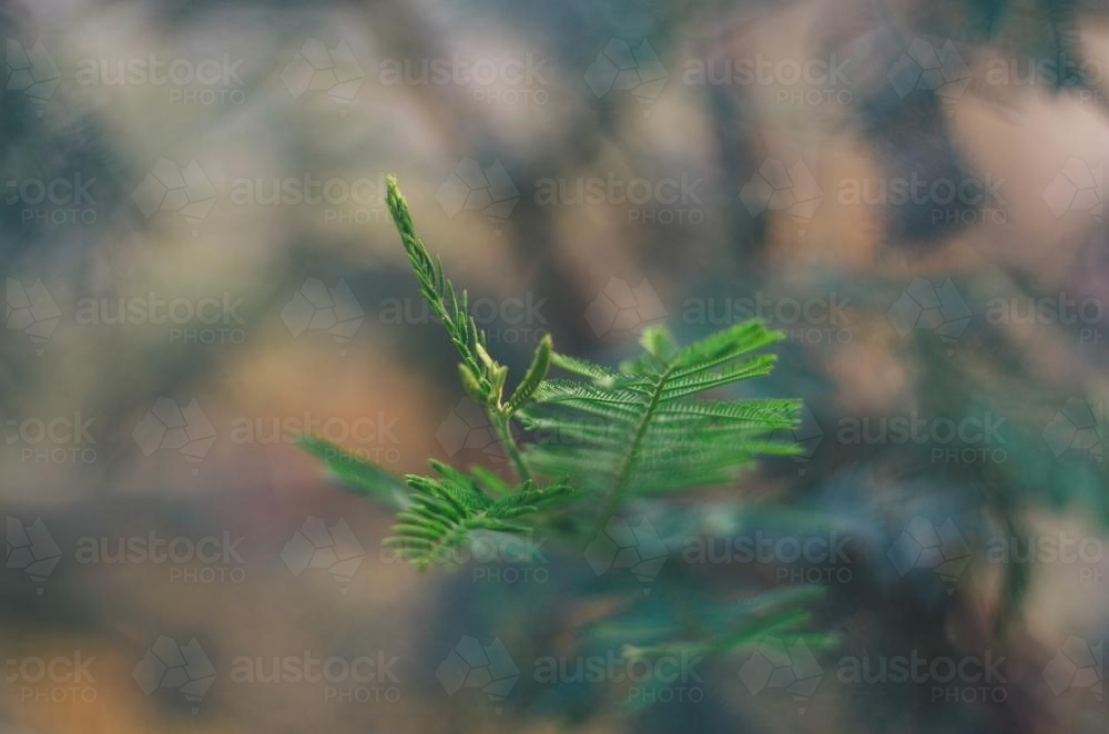 Close up delicate leaves - Australian Stock Image