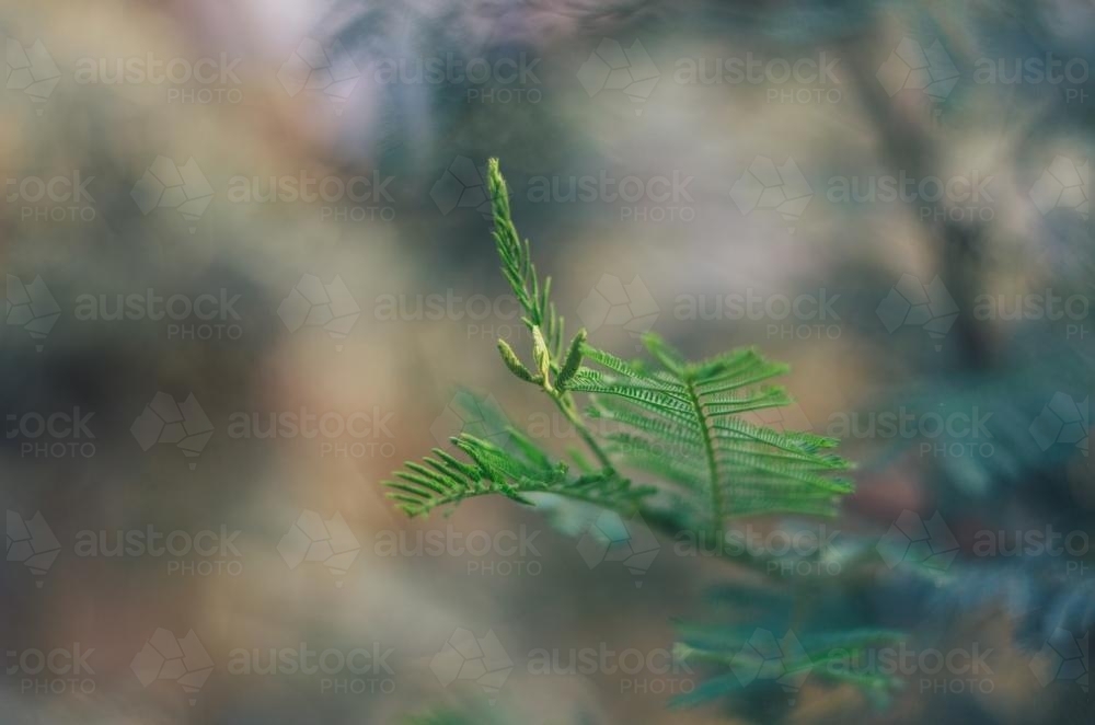 Close up delicate leaves of a bush plant - Australian Stock Image