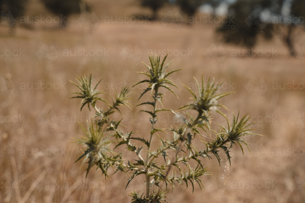 Close up detail of a spiky green thistle in a dry summer paddock - Australian Stock Image