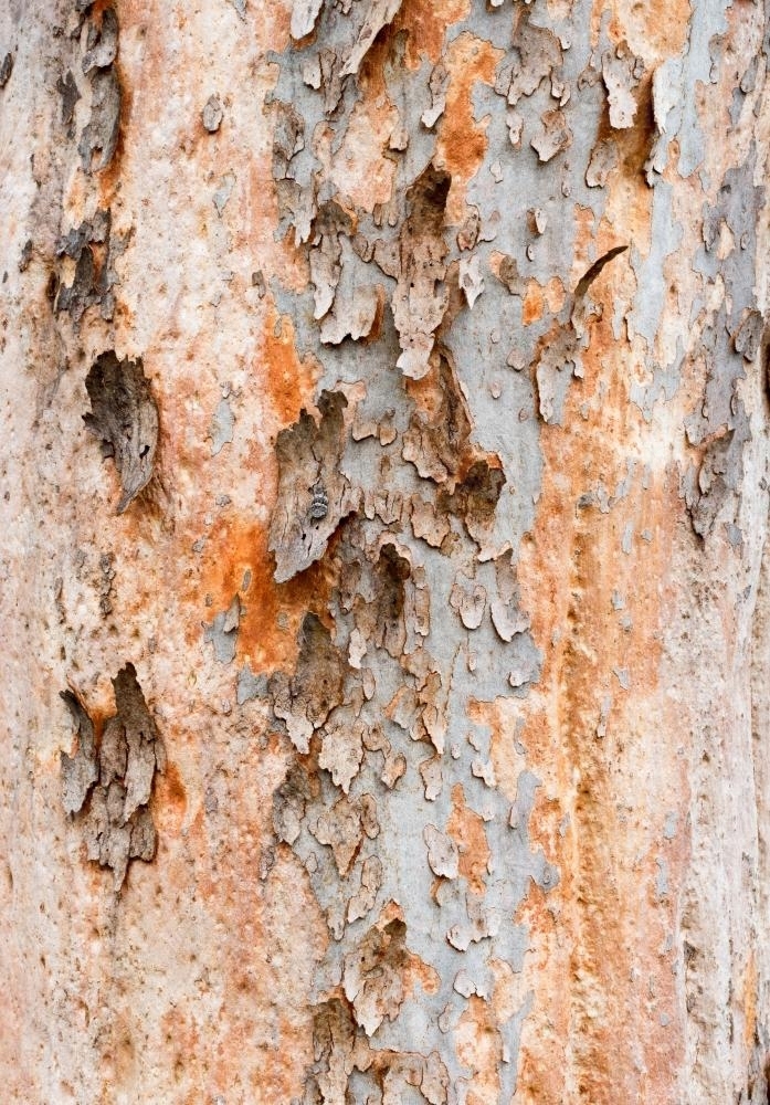 Close up detail of angophera tree trunk with peeling bark revealing pink and orange colour - Australian Stock Image