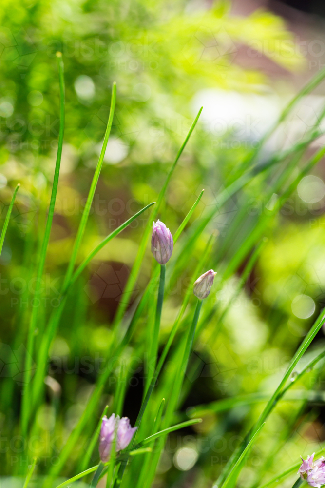 Close up detail of chives growing in pot veggie garden - Australian Stock Image