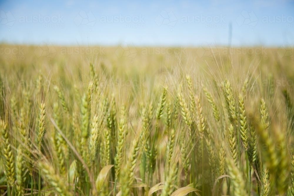 Close up detail of green wheat in a sunlit grain paddock - Australian Stock Image