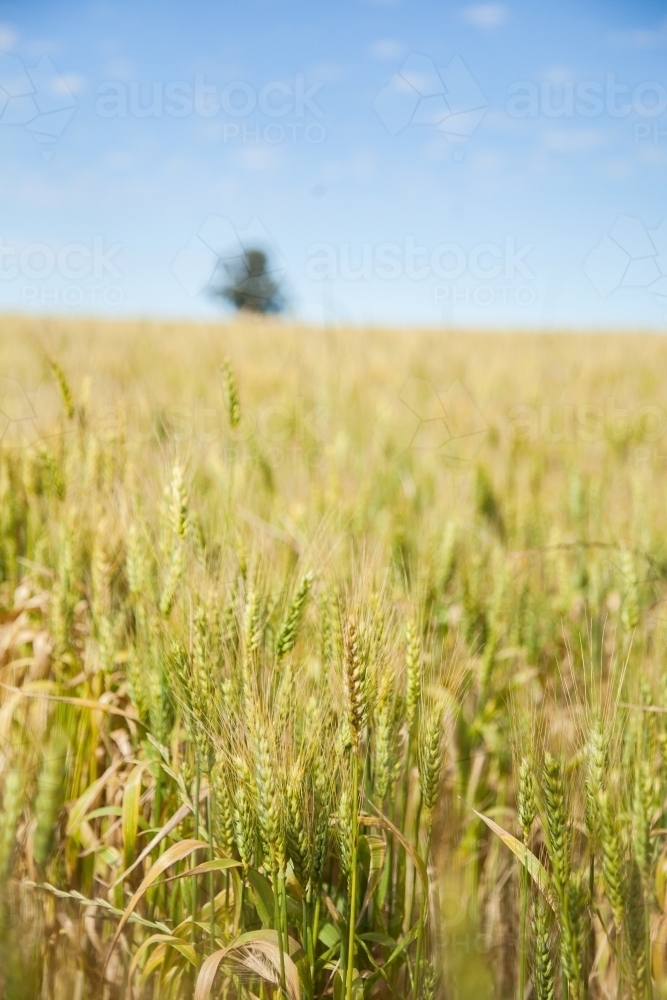 Close up detail of green wheat in a sunlit paddock - Australian Stock Image