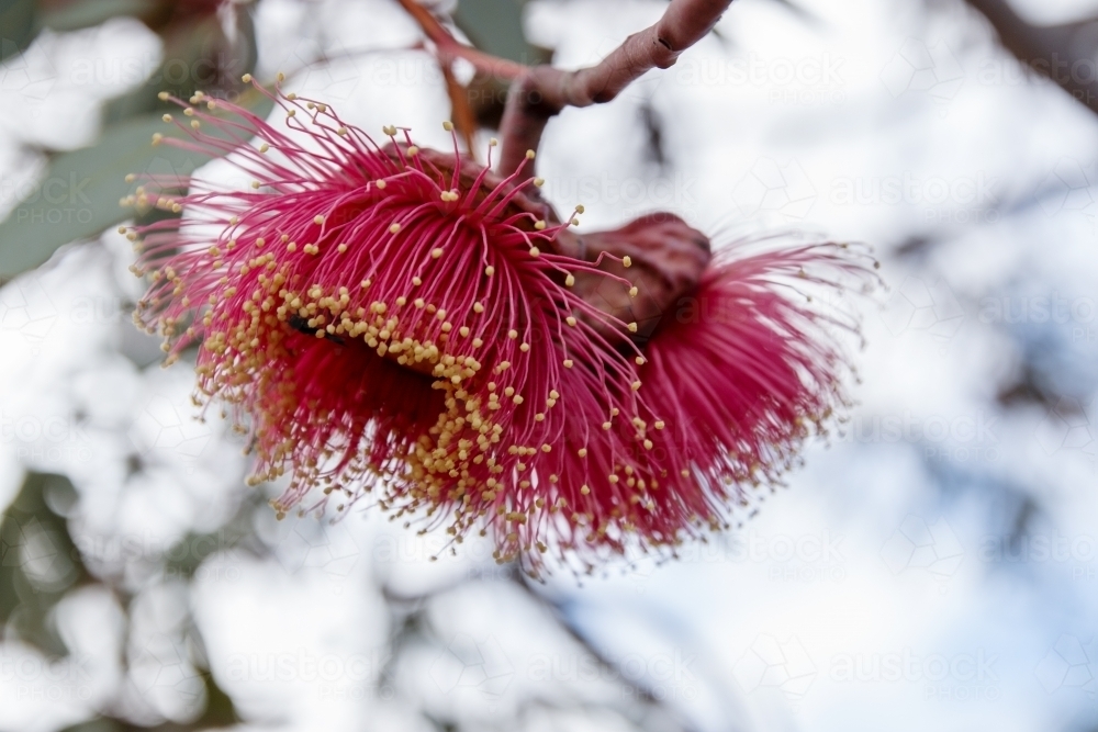 Close up detail of gum flowers - Australian Stock Image