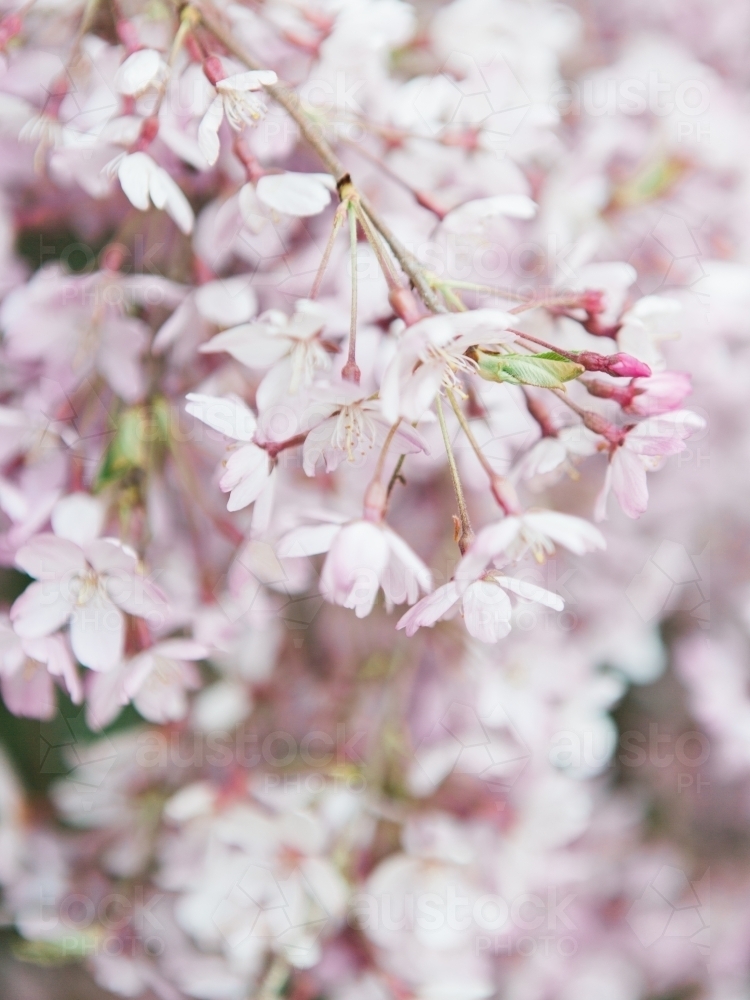 Close up detail of pink blossoms - Australian Stock Image
