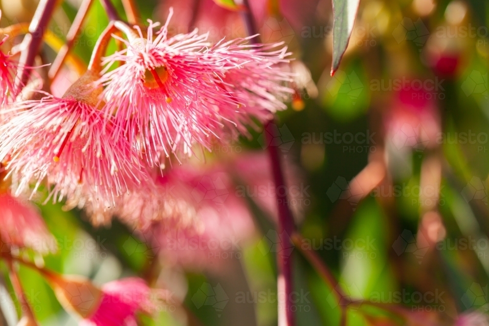Close up detail of pink gum blossom - Australian Stock Image