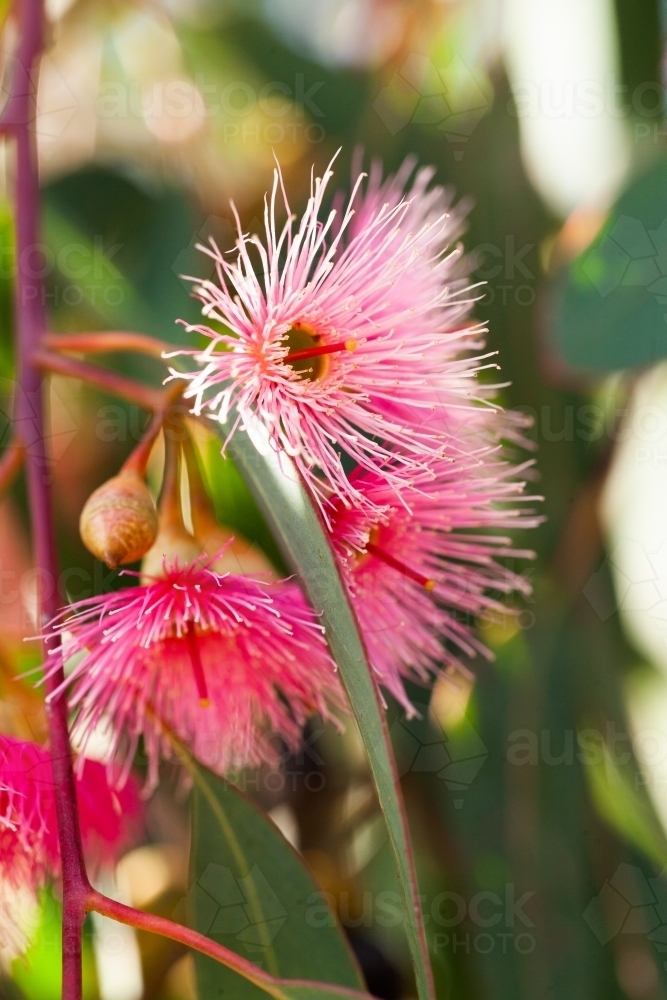 Close up detail of pink gum blossom - Australian Stock Image