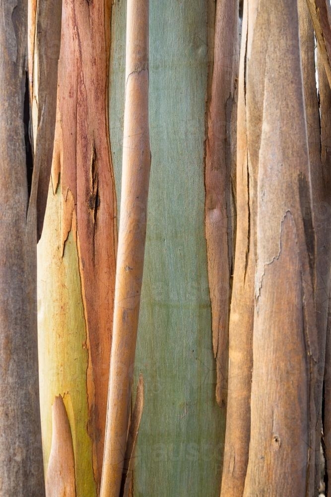 Image of Close up details of bark peeling off a gum tree Austockphoto