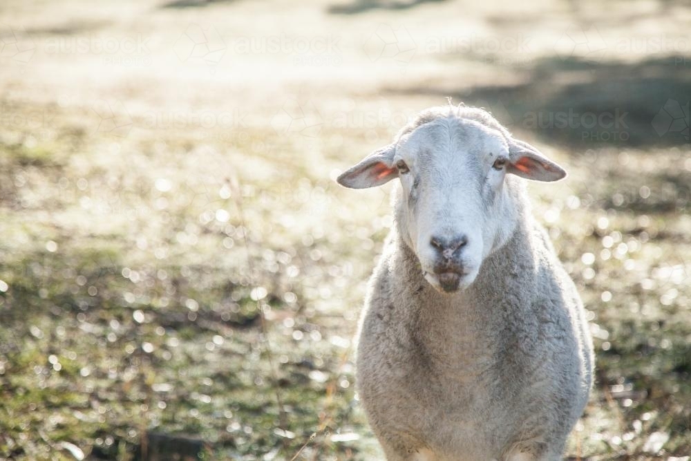 Close up dorper sheep looking at camera on cold dewy morning - Australian Stock Image
