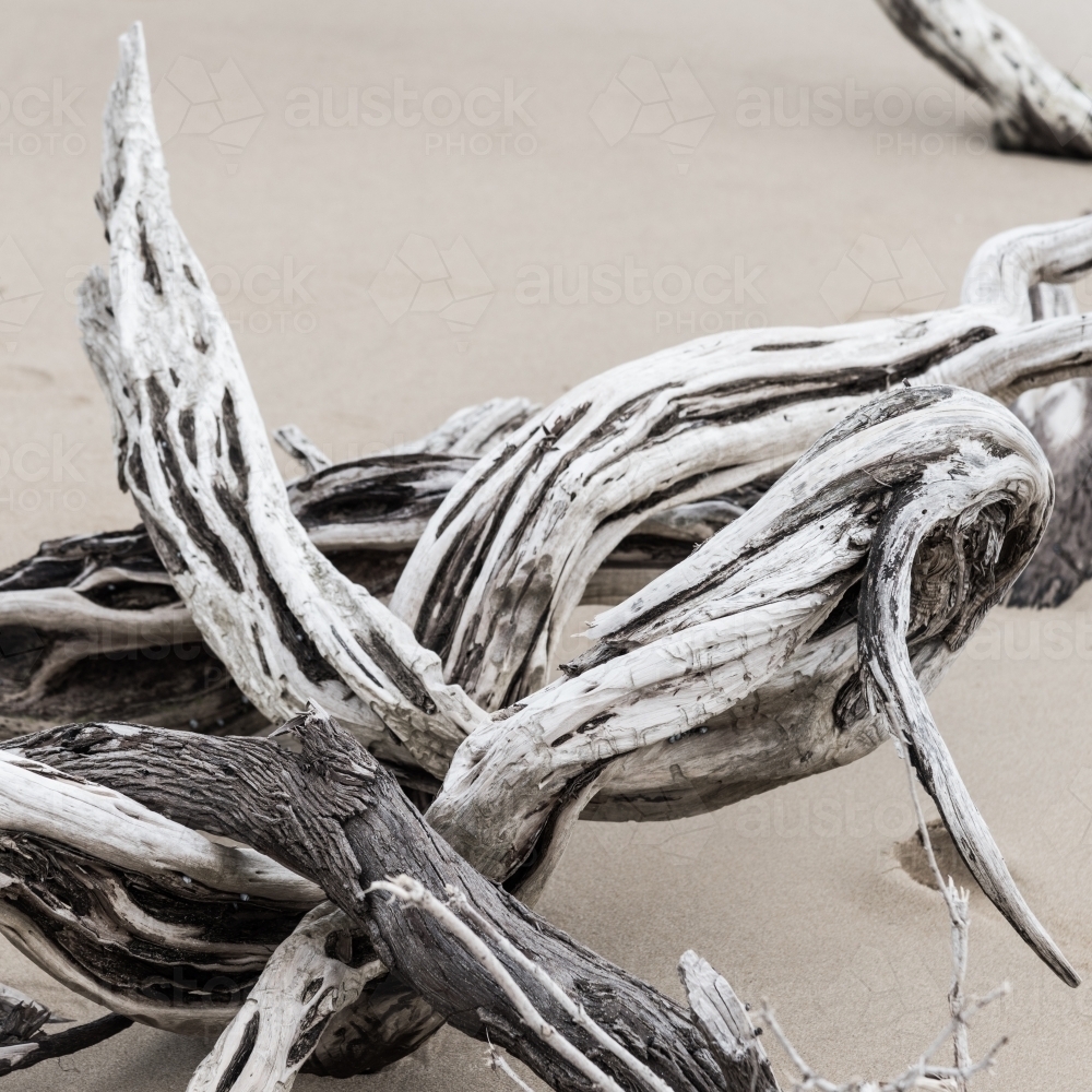 Close-up driftwood on sand - Australian Stock Image