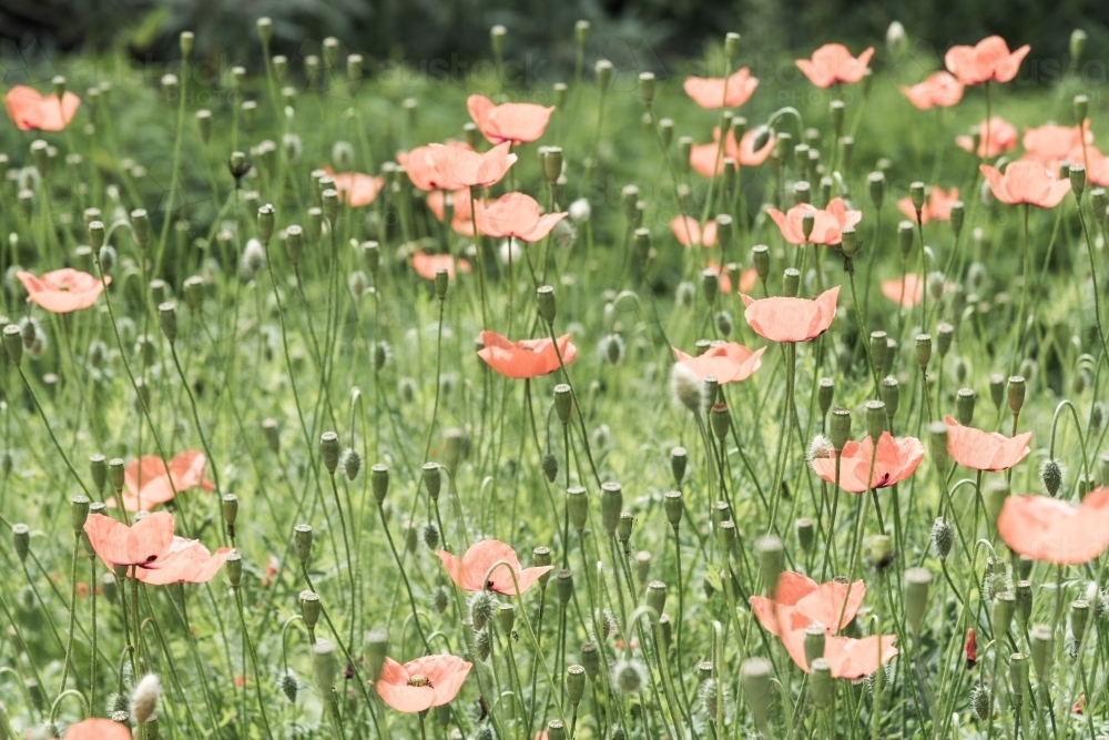 close up field of poppies - Australian Stock Image