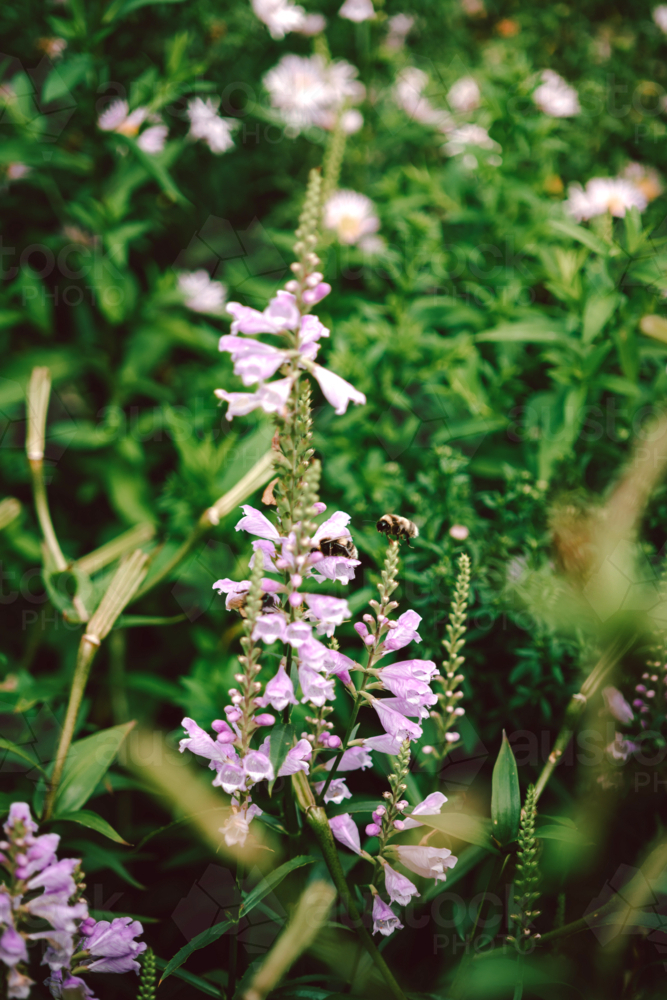 Close-up flowers of obedient plant in garden - Australian Stock Image