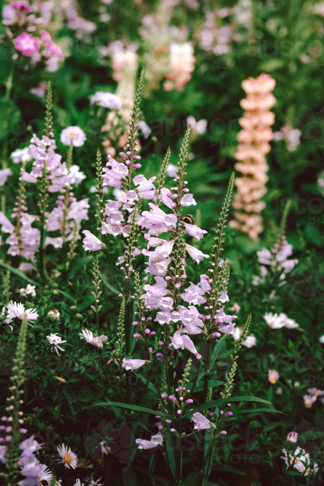 Close-up flowers of obedient plant in garden - Australian Stock Image