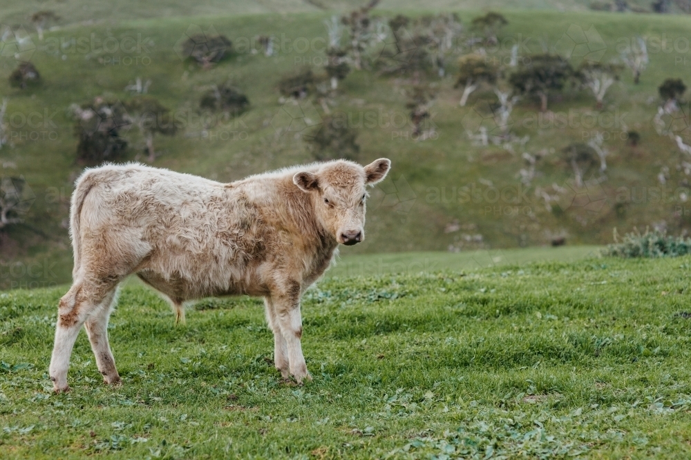 Close up fluffy cow - Australian Stock Image