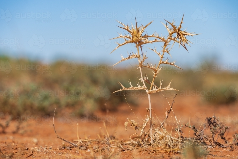 Close up ground level view of a thorny outback plant with long sharp spikes - Australian Stock Image