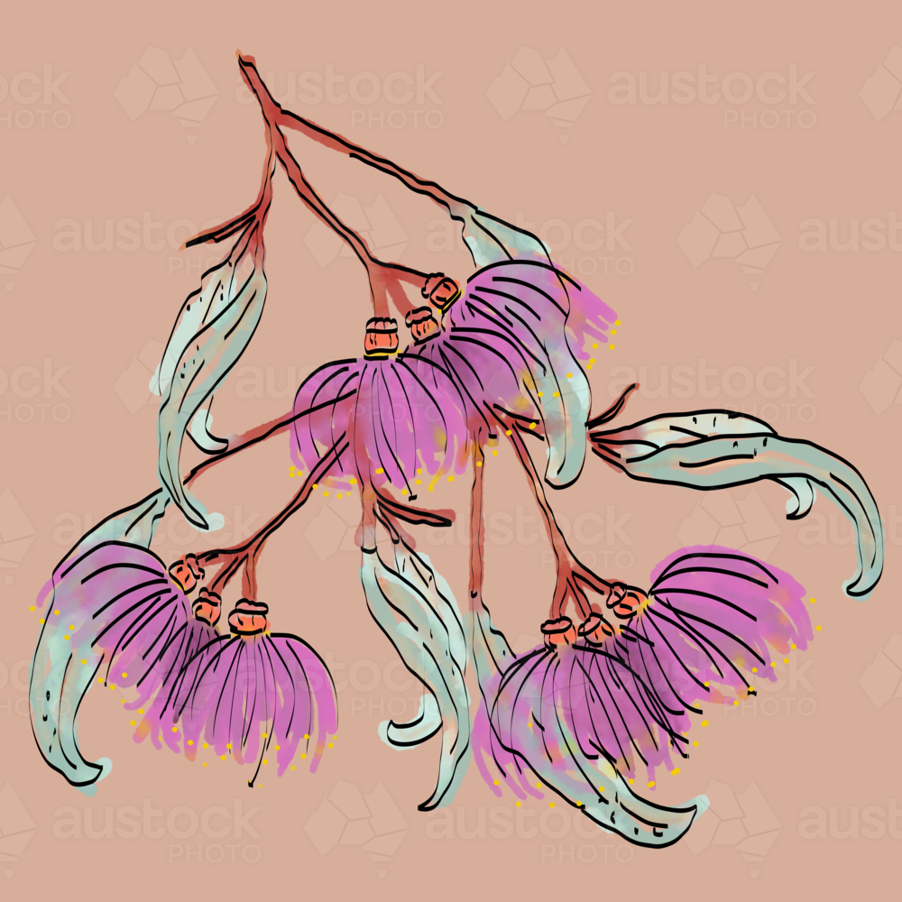 Close up hand drawn pink gum flowers, red stems and green leaves - Australian Stock Image