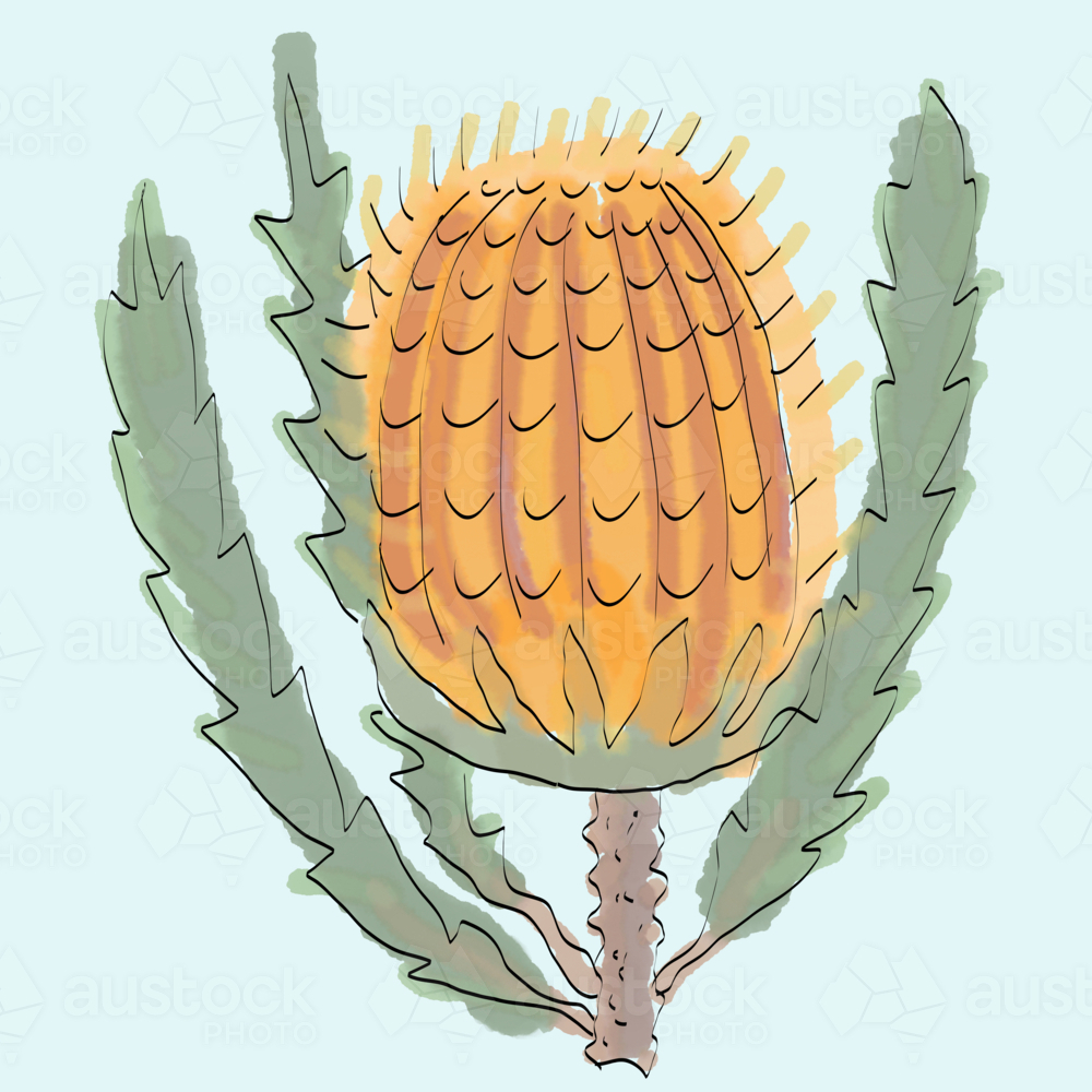 Close up hand drawn single stem orange banksia flower and green leaves with blue background - Australian Stock Image