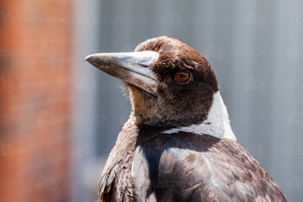 Close up head shot of curious young magpie bird backlit in sunlight - Australian Stock Image