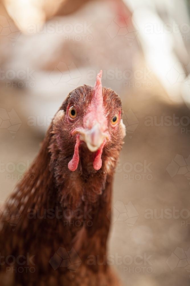 Close up headshot of an inquisitive Isa Brown hen - Australian Stock Image