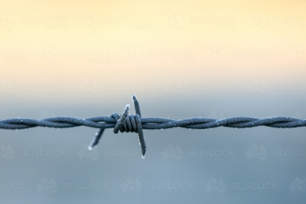 Close up image of barbed wire fence on frosty winter morning - Australian Stock Image