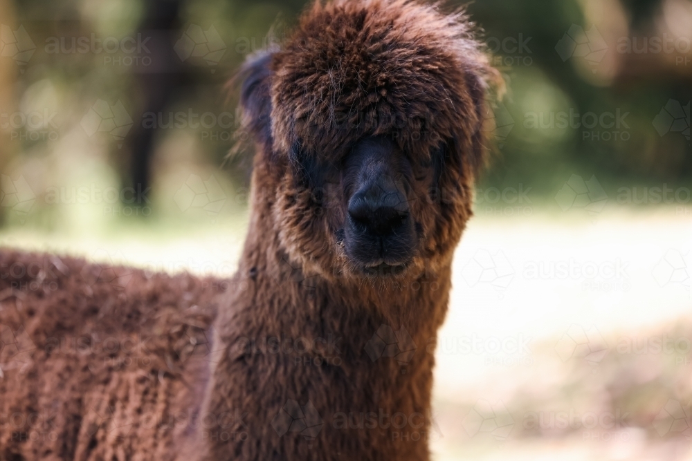 Close up image of brown Alpaca on farm - Australian Stock Image