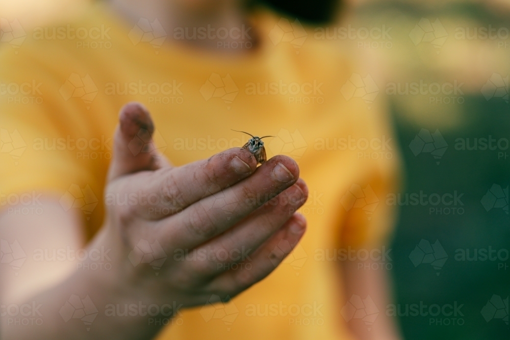Close up image of moth on child's dirty hand - Australian Stock Image