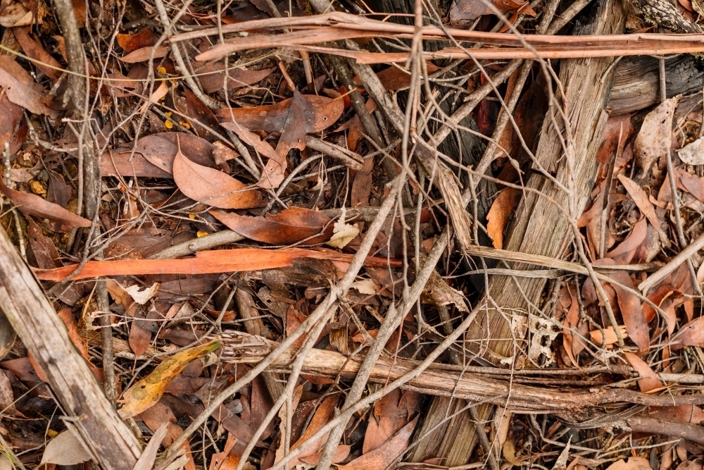 Close up image of the ground of a forest with sticks, twigs, leaves of oranges, browns, grey - Australian Stock Image
