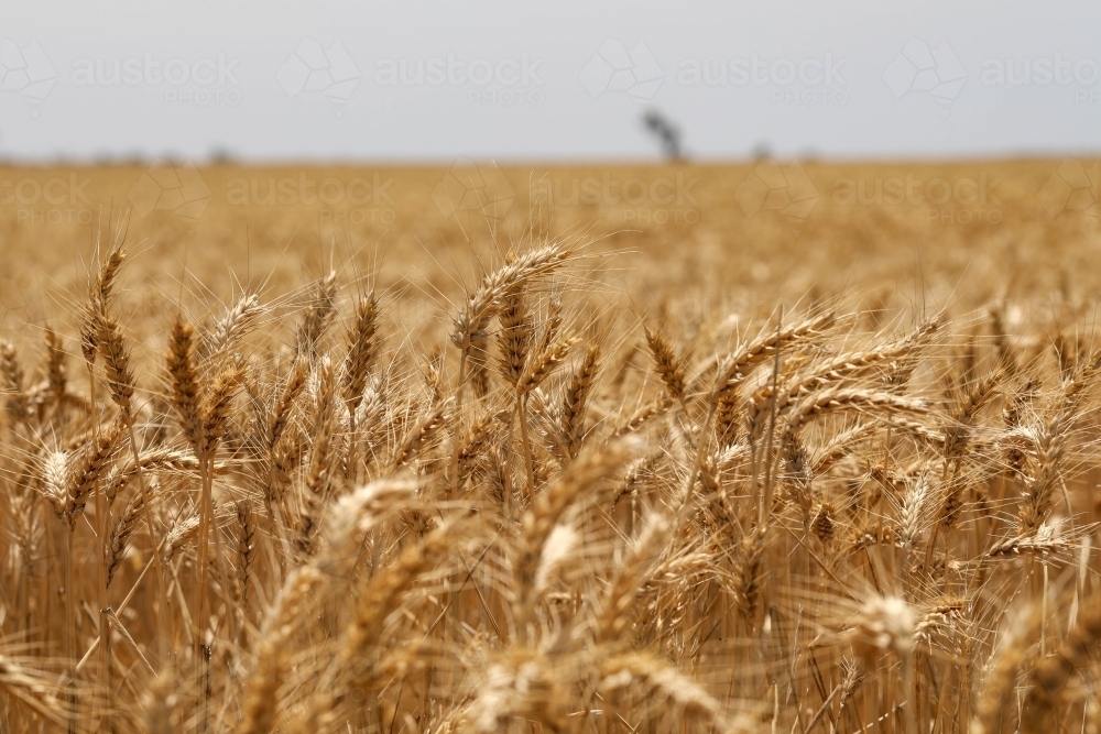 Close up image of wheat crop growing in paddock - Australian Stock Image