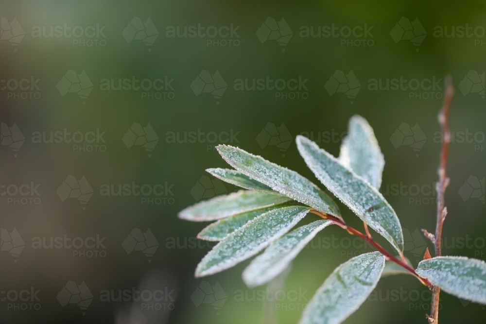 Close up leaves of Reeve's spiraea covered in frost on cold winter morning - Australian Stock Image
