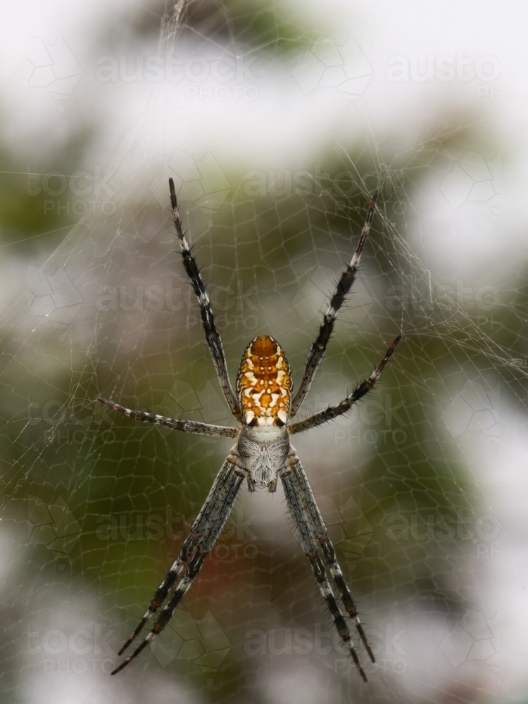 Close up macro image of a colourful Tent Spider with web and blurred background - Australian Stock Image