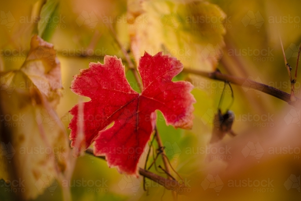 Close-up macro of a red vine leaf at vintage time with autumn colours - Australian Stock Image