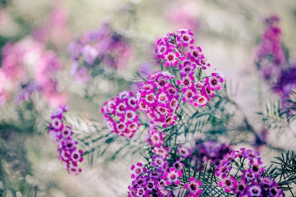 Close-up macro of Australian native bush - the Geraldton wax with tiny pink flowers - Australian Stock Image