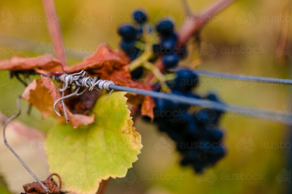 Close-up macro of autumn colour on vine leaves and purple grapes at vintage time in autumn - Australian Stock Image