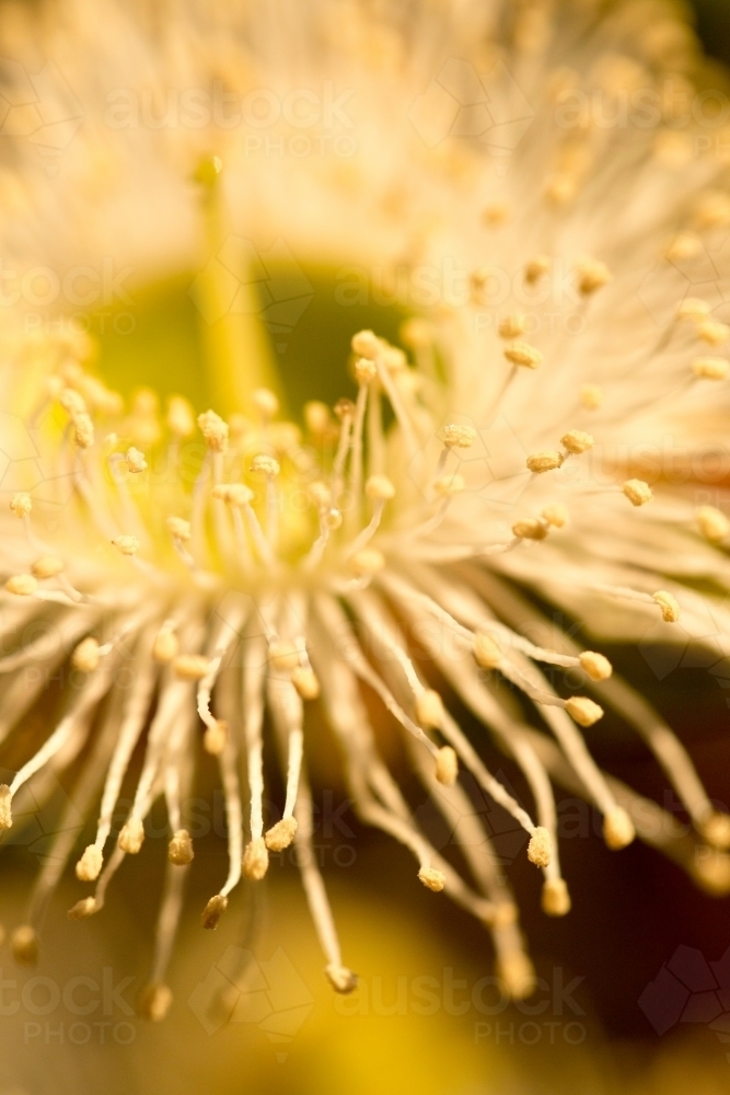 Close up macro shot of marri flower - Australian Stock Image