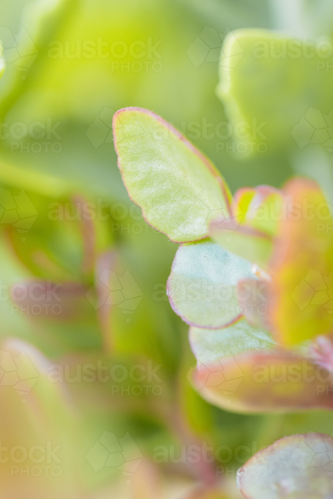 Close-up macro view of succulent plant leaves with soft green and pink hues - Australian Stock Image