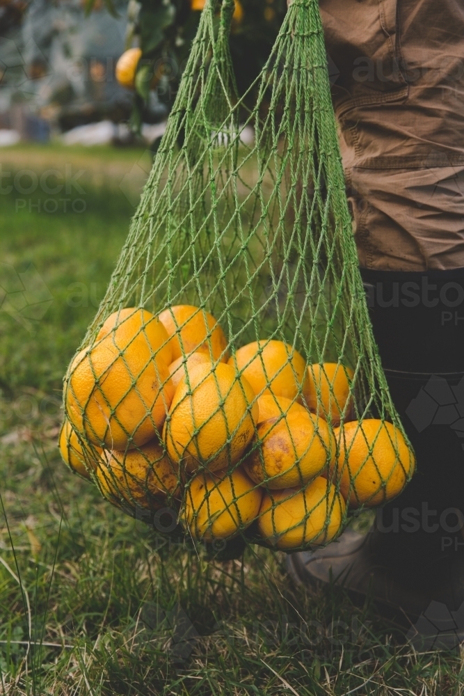 Close up of a bag of fresh fruit harvested from a citrus farm, carried by a young man - Australian Stock Image