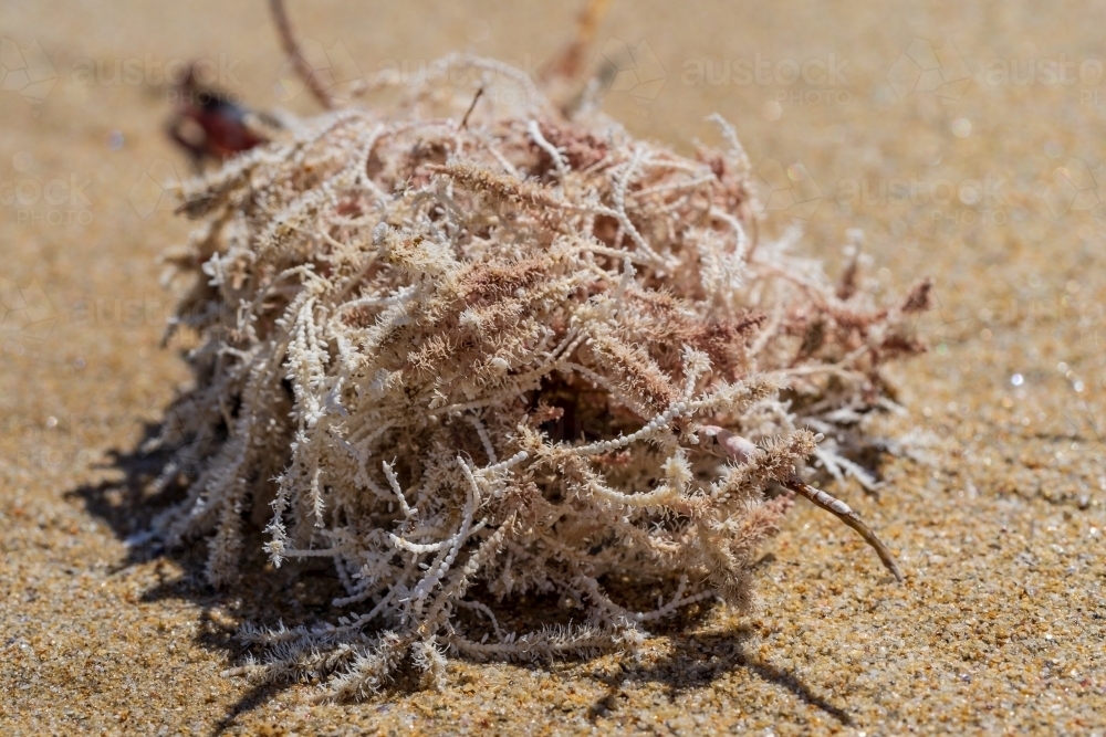 Close up of a ball of seaweed on a beach - Australian Stock Image